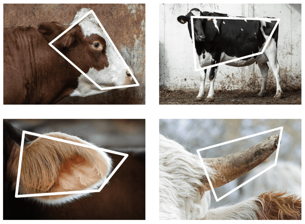 FROM CATTLE TO BRAND AND BACK AGAIN: