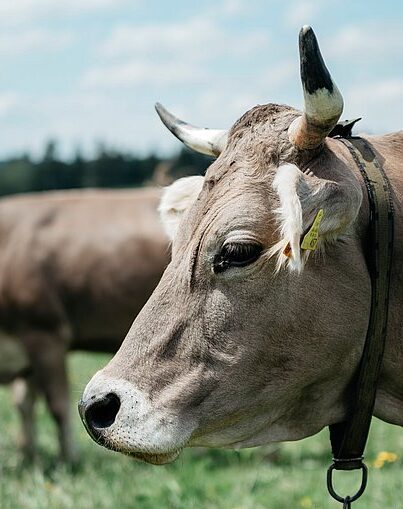 Profil einer braunen Kuh mit Hörnern und Ohrmarke auf einer grünen Wiese