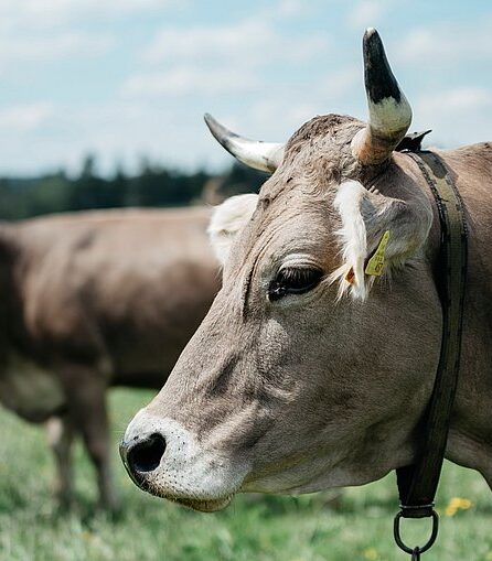 Eine braune Kuh mit Hörnern steht auf einer grünen Wiese unter blauem Himmel.