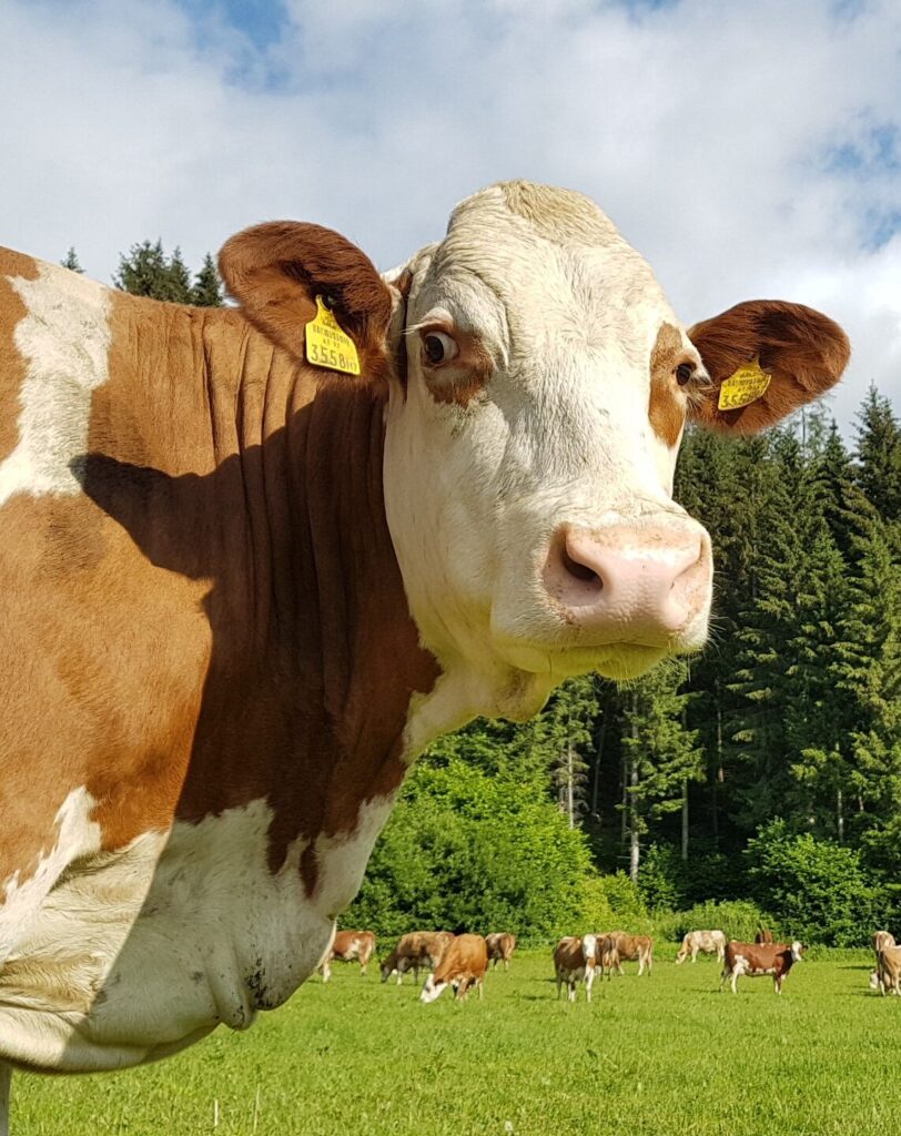 Eine braun-weiße Kuh blickt neugierig in die Kamera auf einer grünen Wiese.