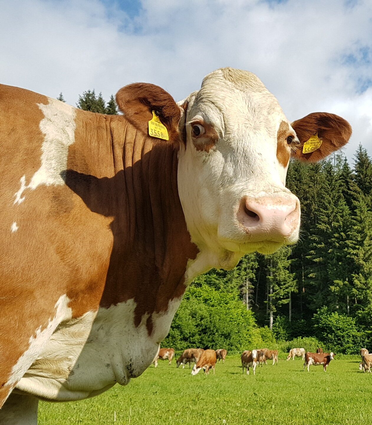 Eine braun-weiße Kuh blickt auf einer grünen Weide direkt in die Kamera.