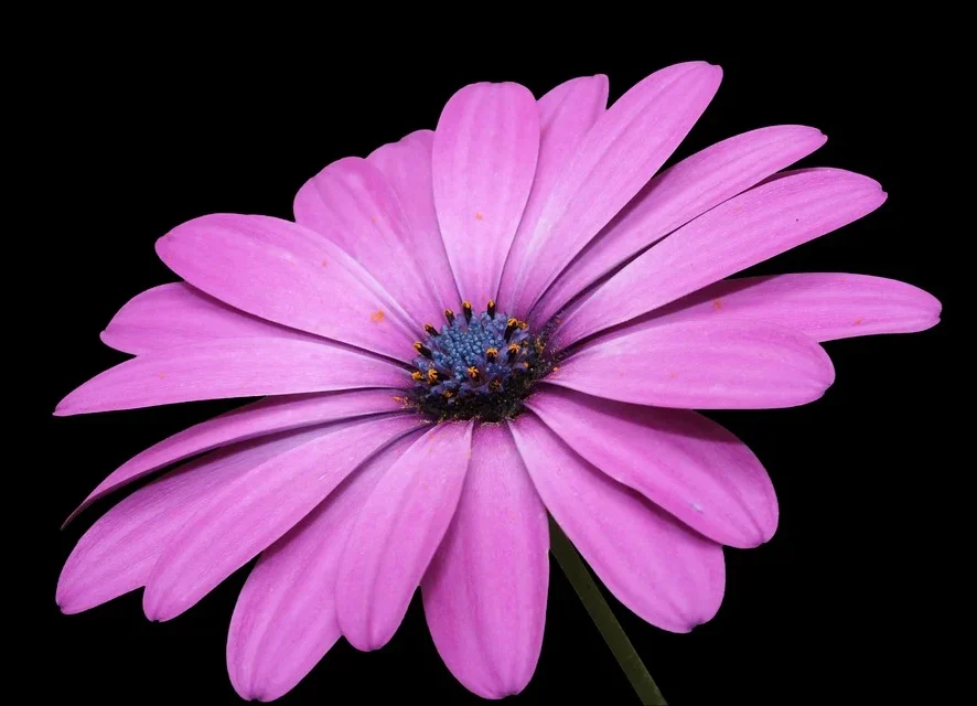 Eine blühende violette Kapmargerite mit blauer Mitte vor schwarzem Hintergrund.