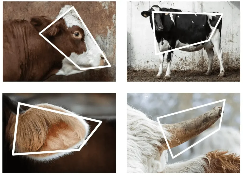 Vier Ansichten von Kühen mit geometrischen Markierungen auf Kopf, Körper, Ohr und Horn.