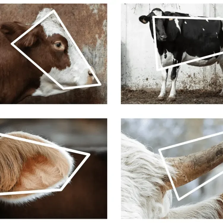 Vier Nahaufnahmen von Kühen mit weiß markierten geometrischen Formen auf ihren Körperteilen.
